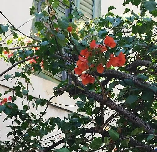 Lägenhet Didis Place